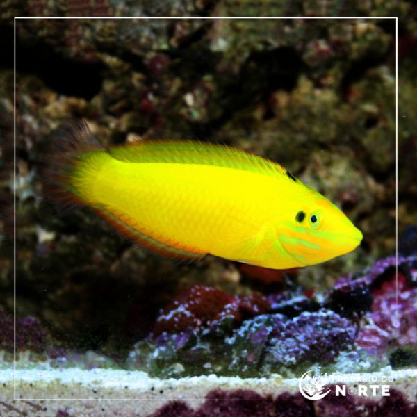 Halichoeres  chrysus