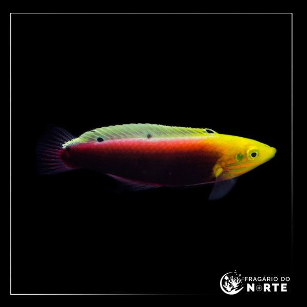 Halichoeres iridis
