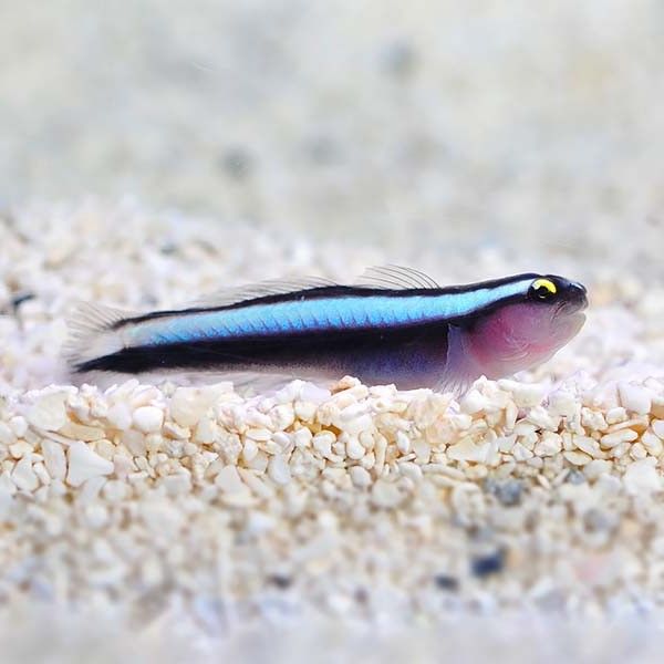 Elacatinus evelynae