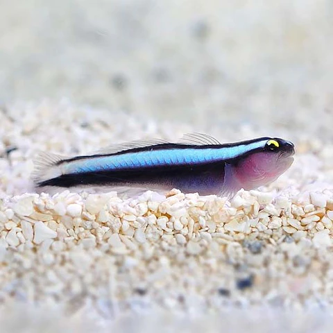 Elacatinus evelynae
