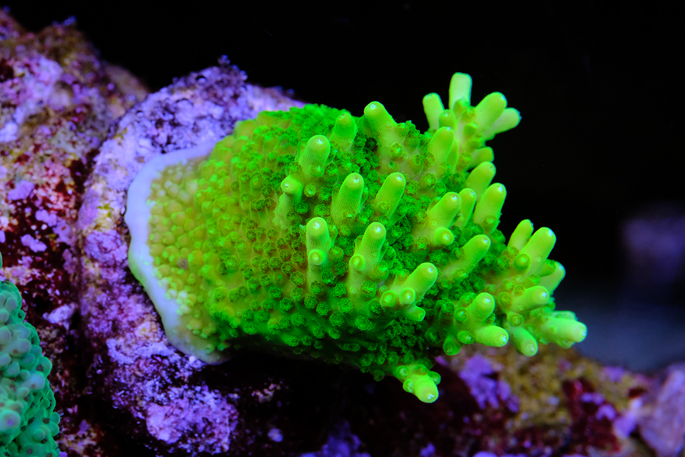 Acropora Efflorescens Green