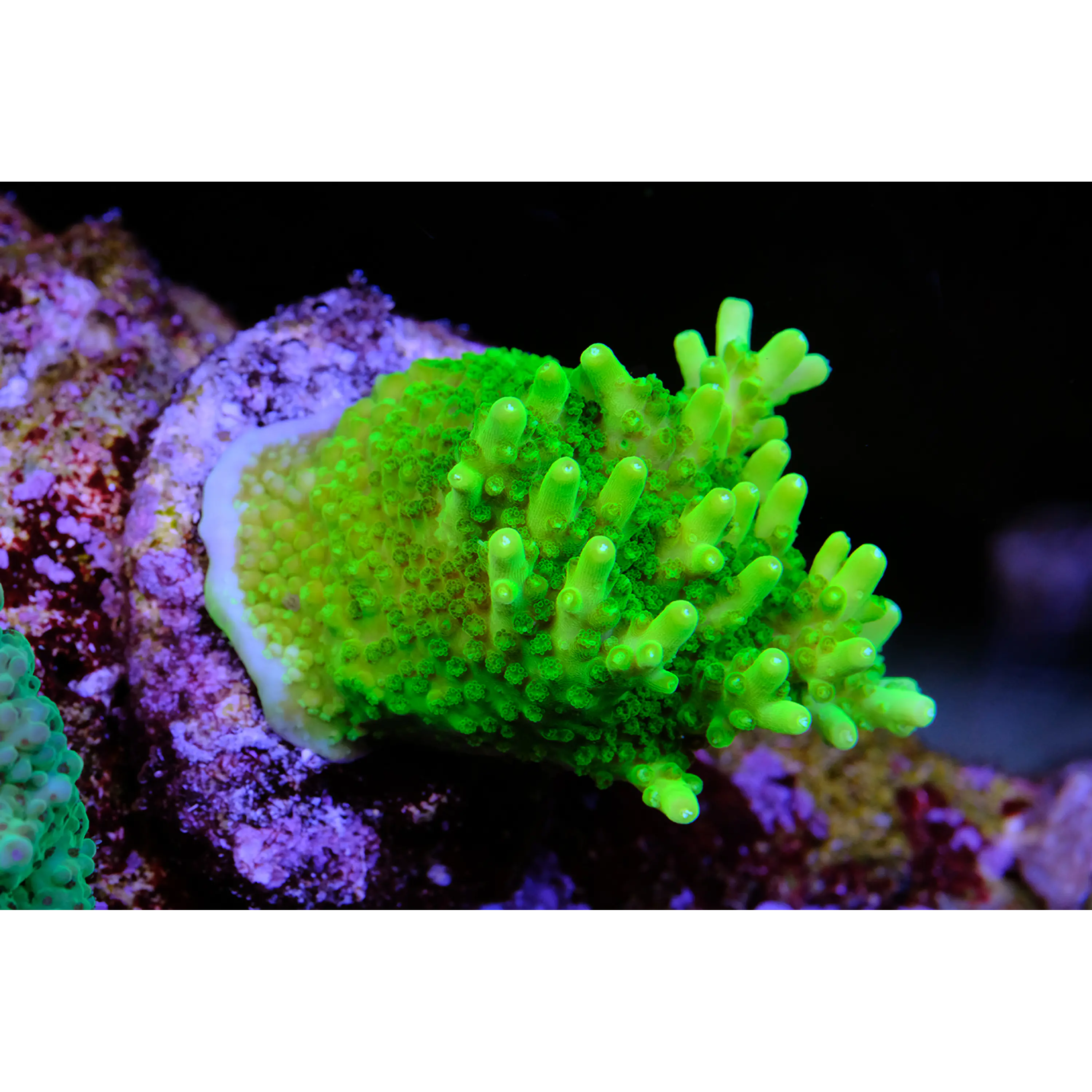 Acropora Efflorescens Green