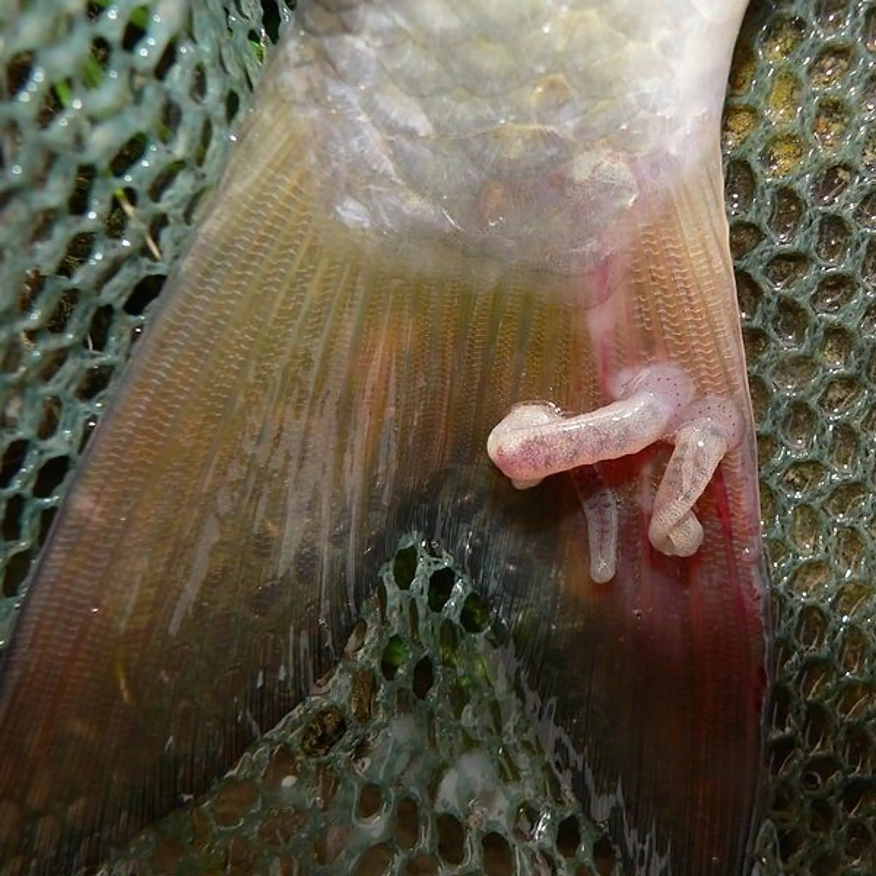 Piscicolidae