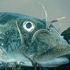 Piscicolidae 2