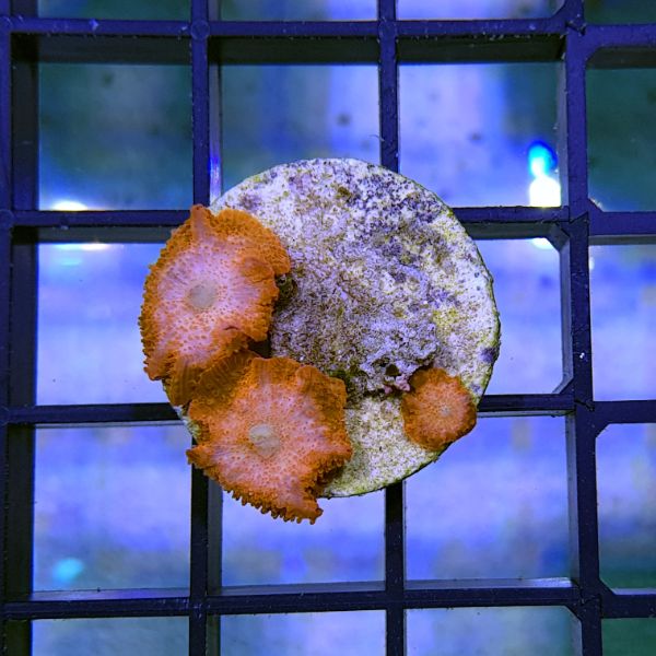 Actinodiscus red