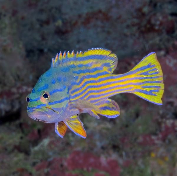 Cephalopholis polleni
