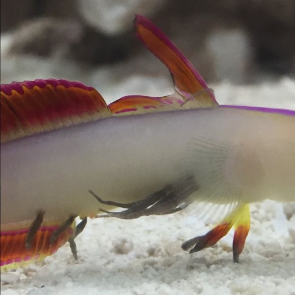 Piscicolidae 3