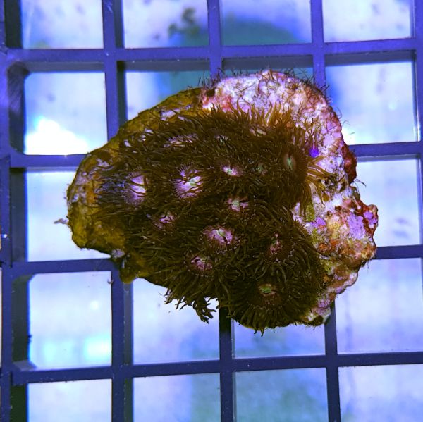 Pink passion zoas