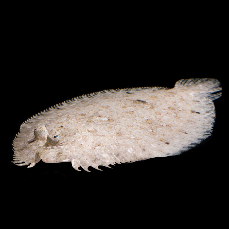 Bothus pantherinus