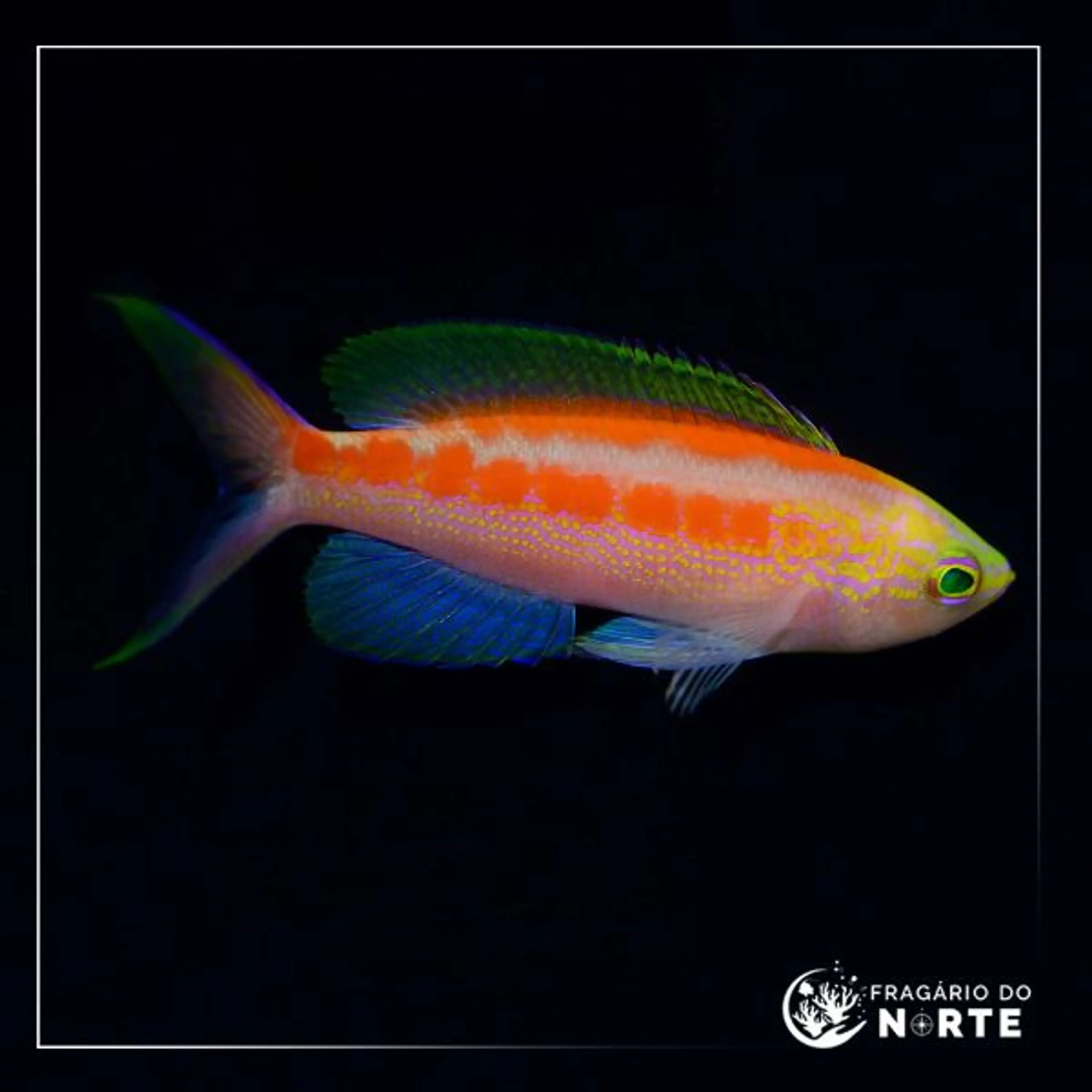Pseudanthias aurulentus