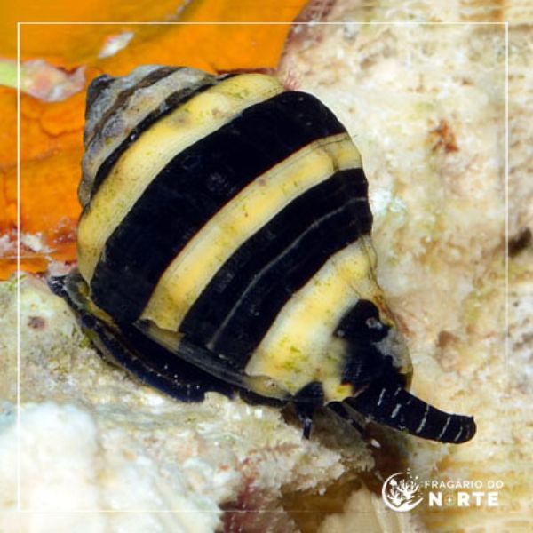 Engina mendicaria