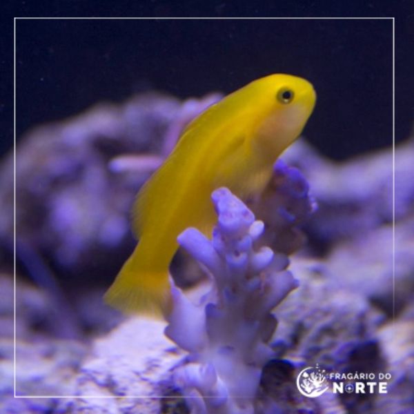 Gobiodon okinawae
