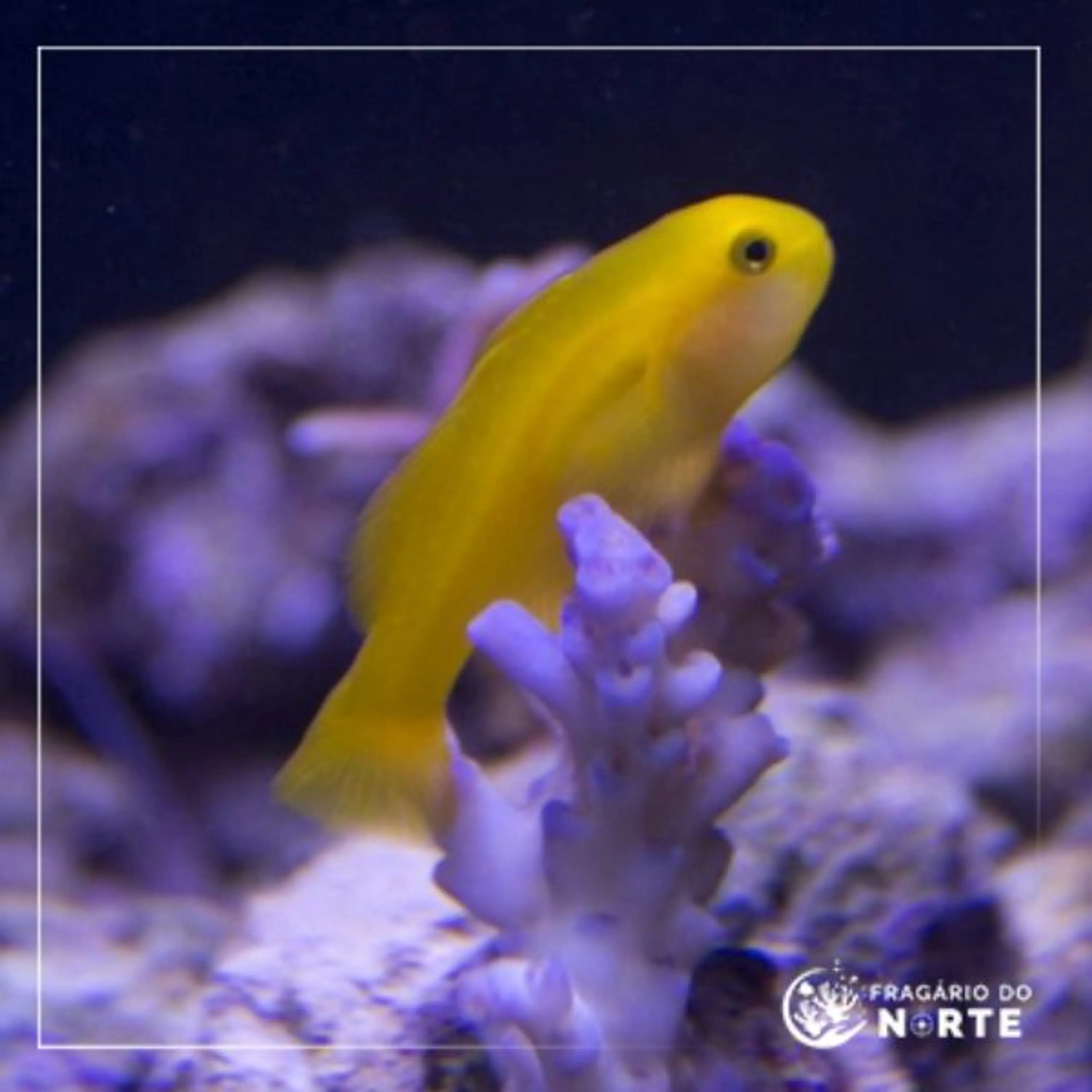 Gobiodon okinawae