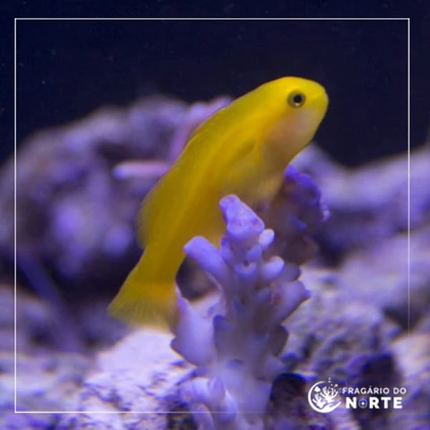 Gobiodon okinawae