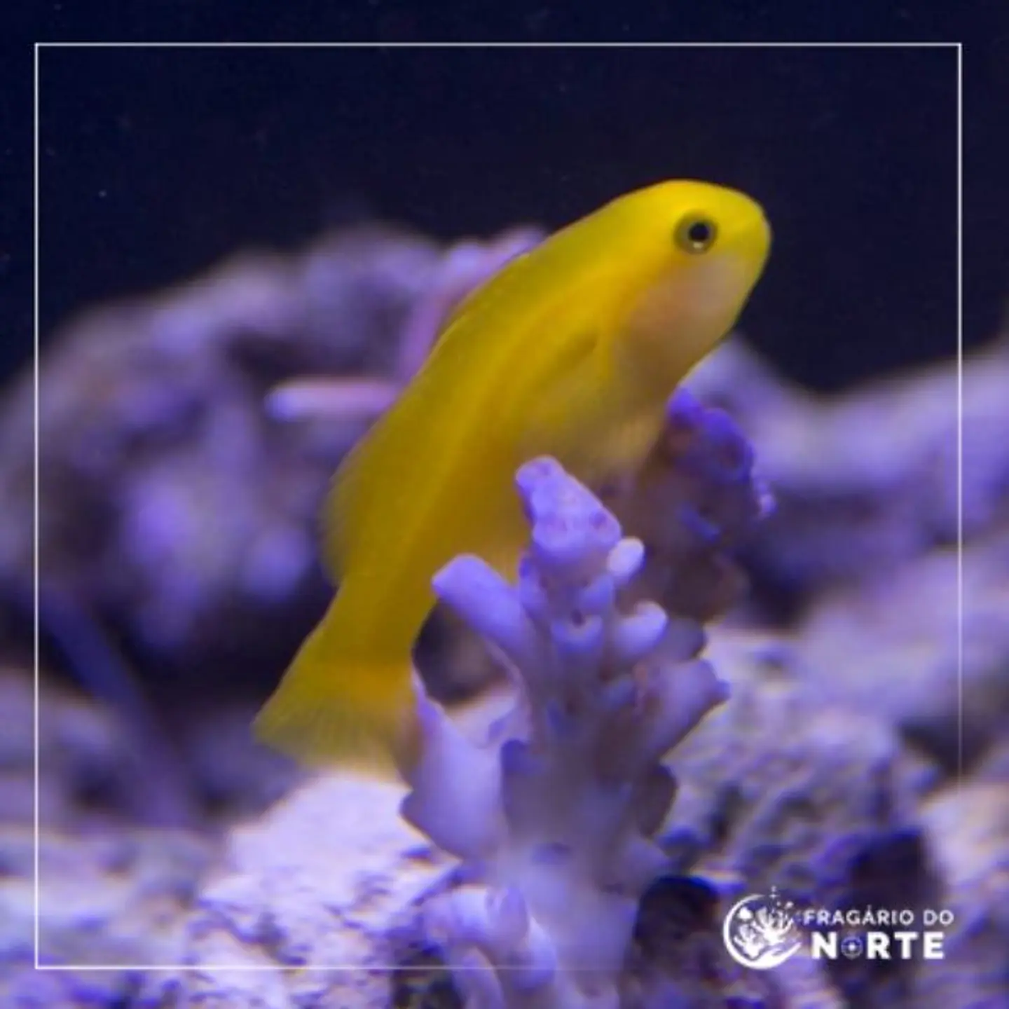 Gobiodon okinawae 1