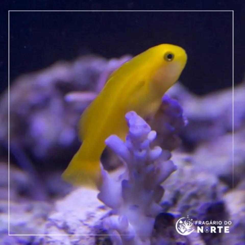 Gobiodon okinawae 1