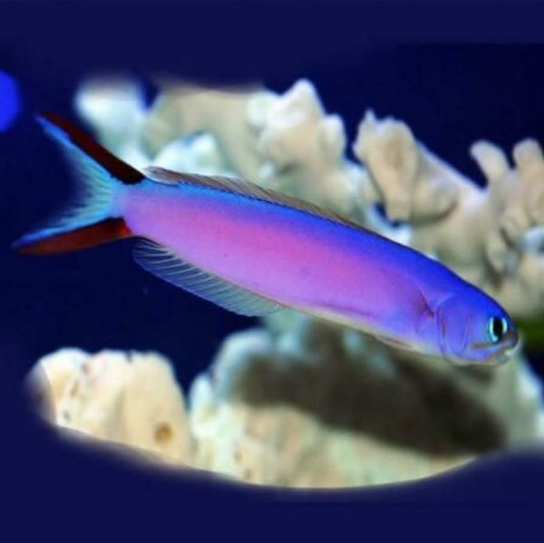 Hoplolatilus purpureus