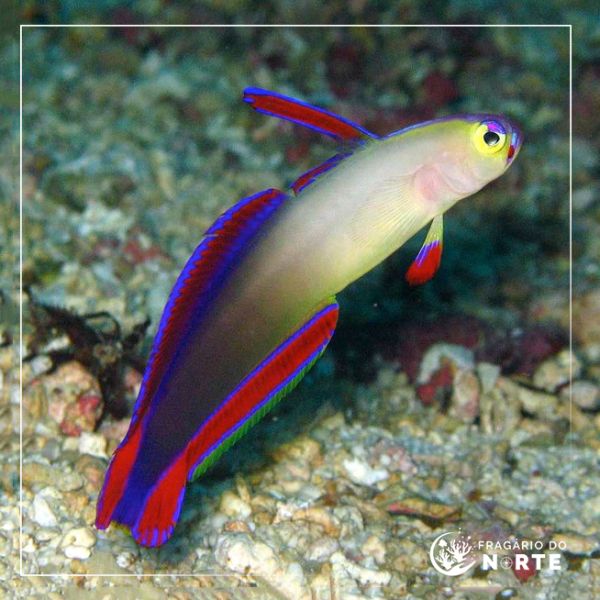 Nemateleotris Exquisita / Decora
