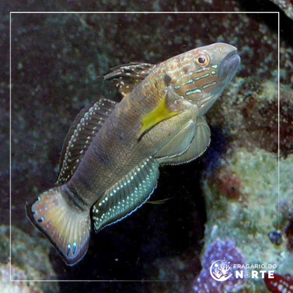 Amblygobius phalaena