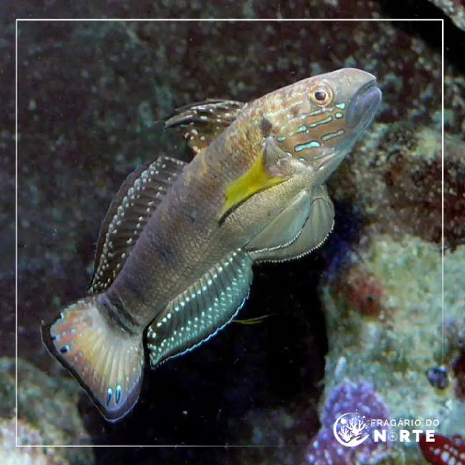Amblygobius phalaena 1