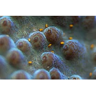 Tegastes acroporanus 1