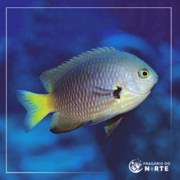 Pomacentrius imitator