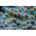 Tegastes acroporanus 2