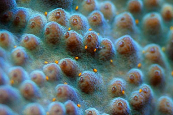 Tegastes acroporanus 2