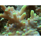 Tegastes acroporanus 3