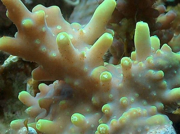 Tegastes acroporanus 3