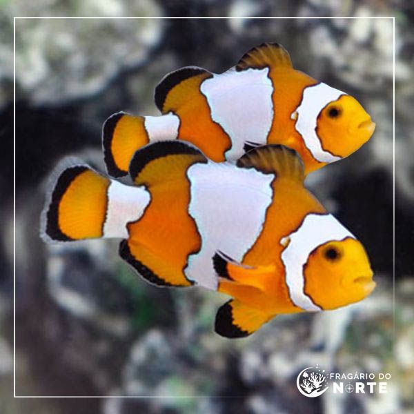 Amphiprion ocellaris Snow flake