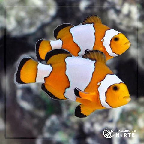 Amphiprion ocellaris Snow flake