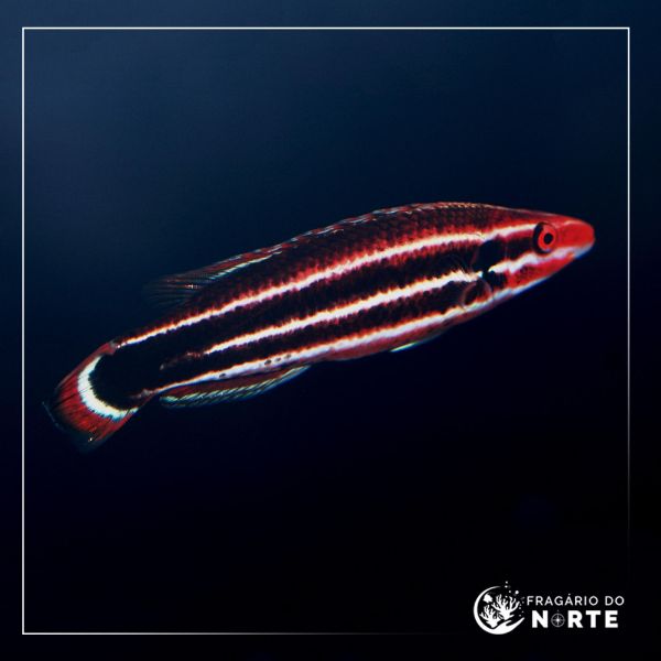 Bodianus sepiacaudus