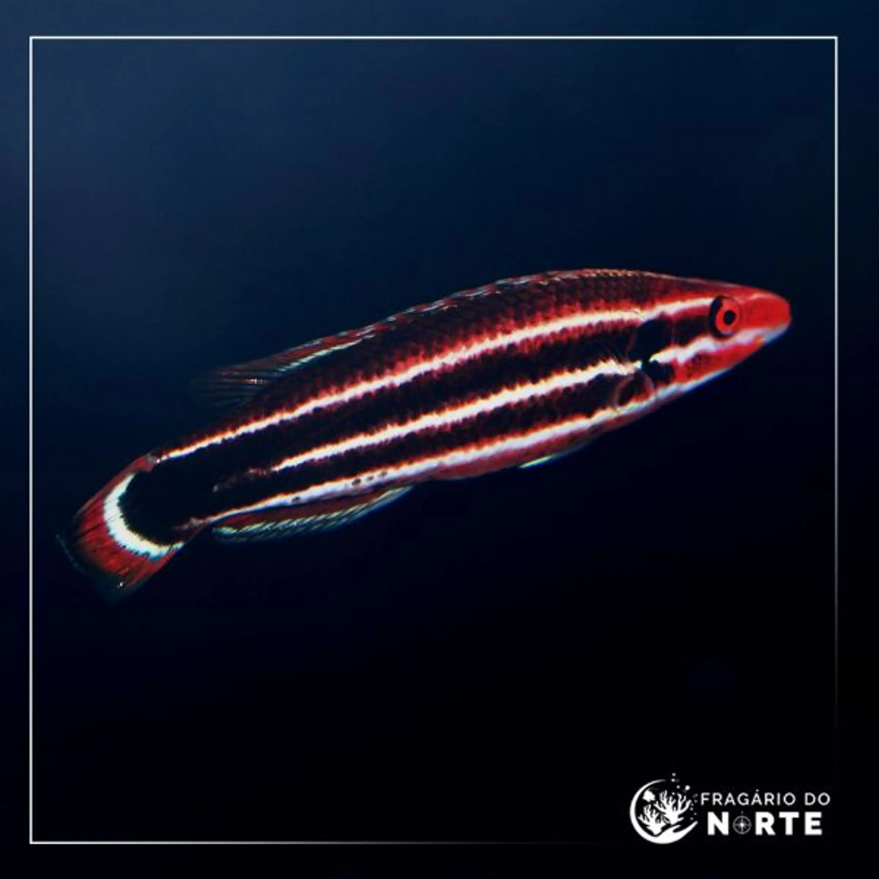 Bodianus sepiacaudus