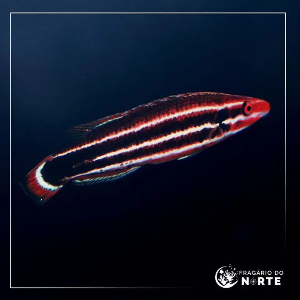 Bodianus sepiacaudus 1