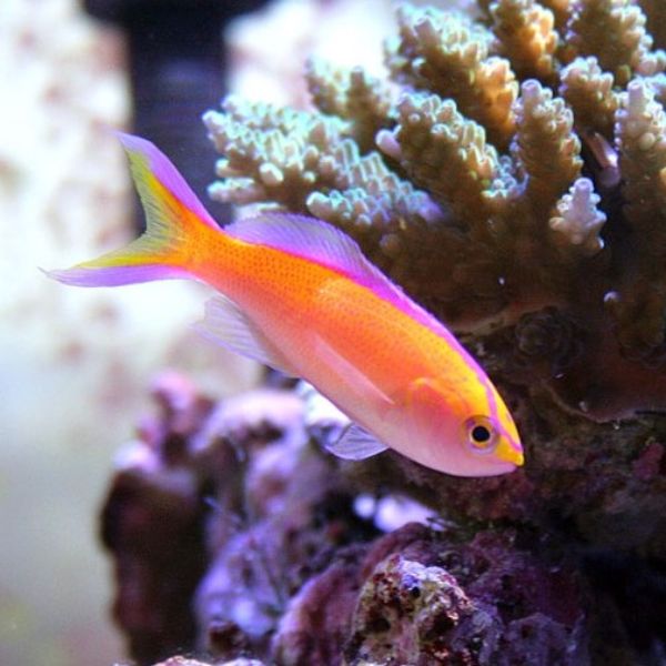 Pseudanthias parvirostris