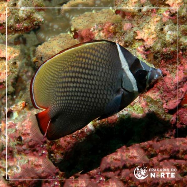 Chaetodon collare