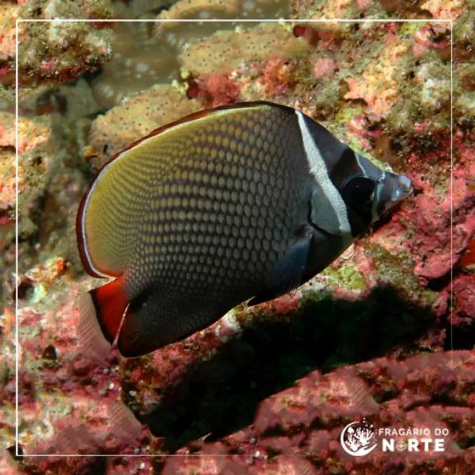 Chaetodon collare 1