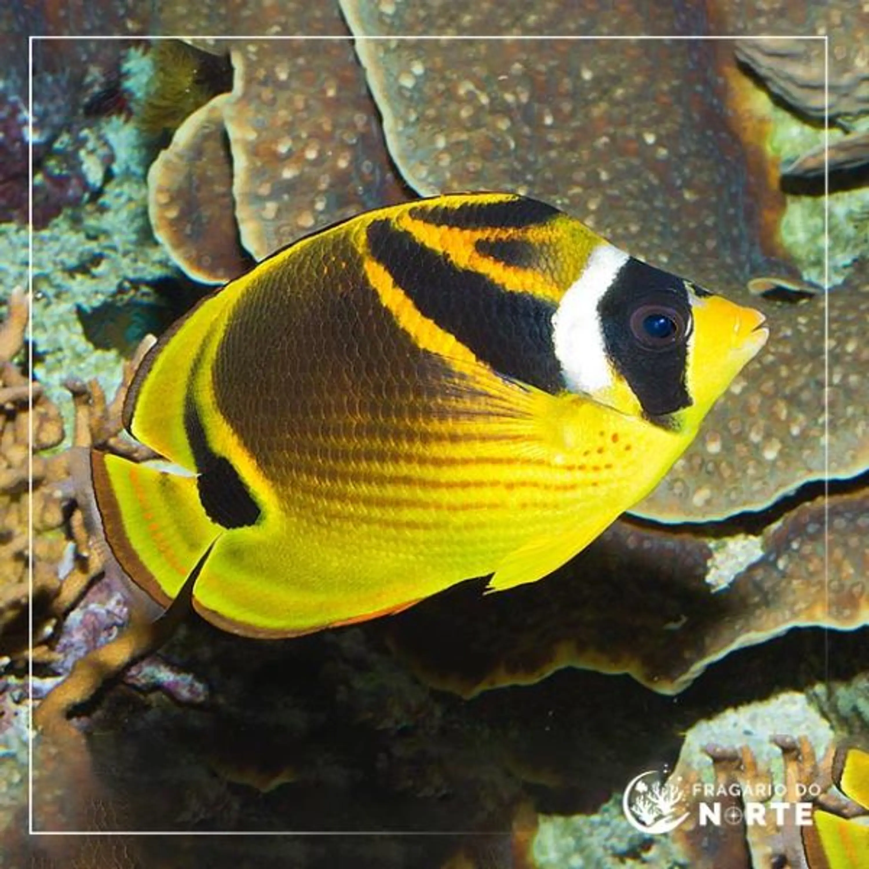 Chaetodon lunula