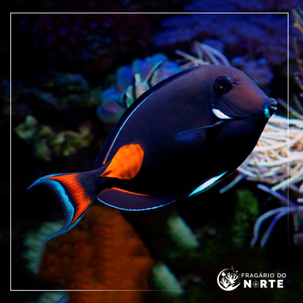 Acanthurus achilles