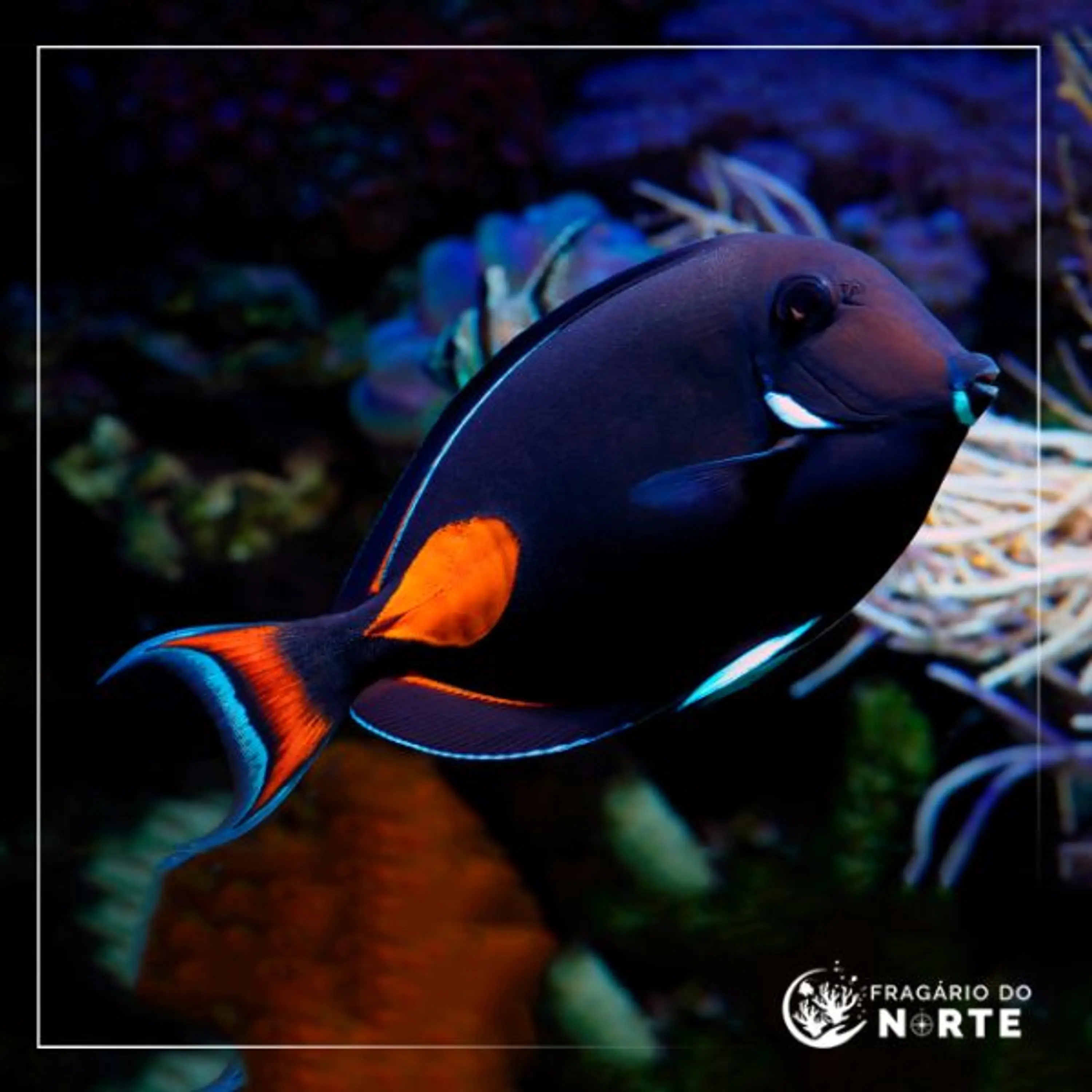 Acanthurus achilles