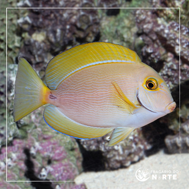 Acanthurus dussumieri