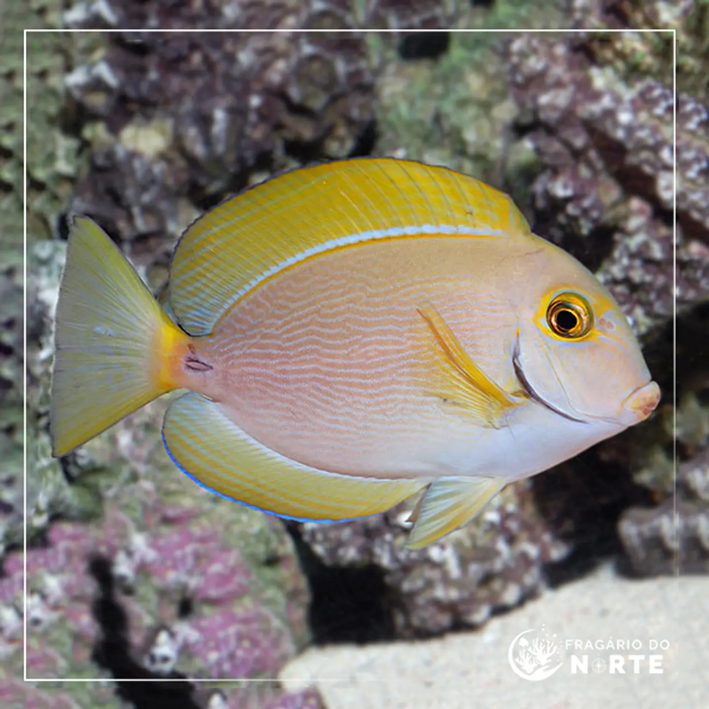 Acanthurus dussumieri 1