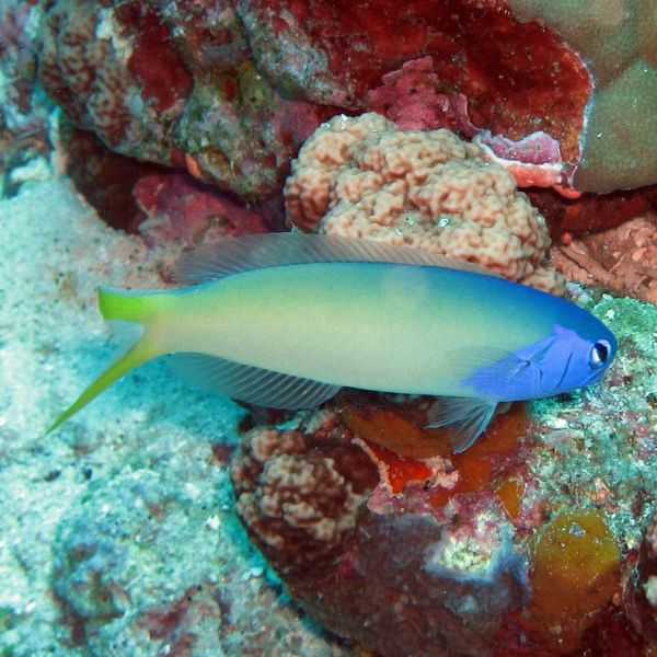 Hoplolatilus starcki