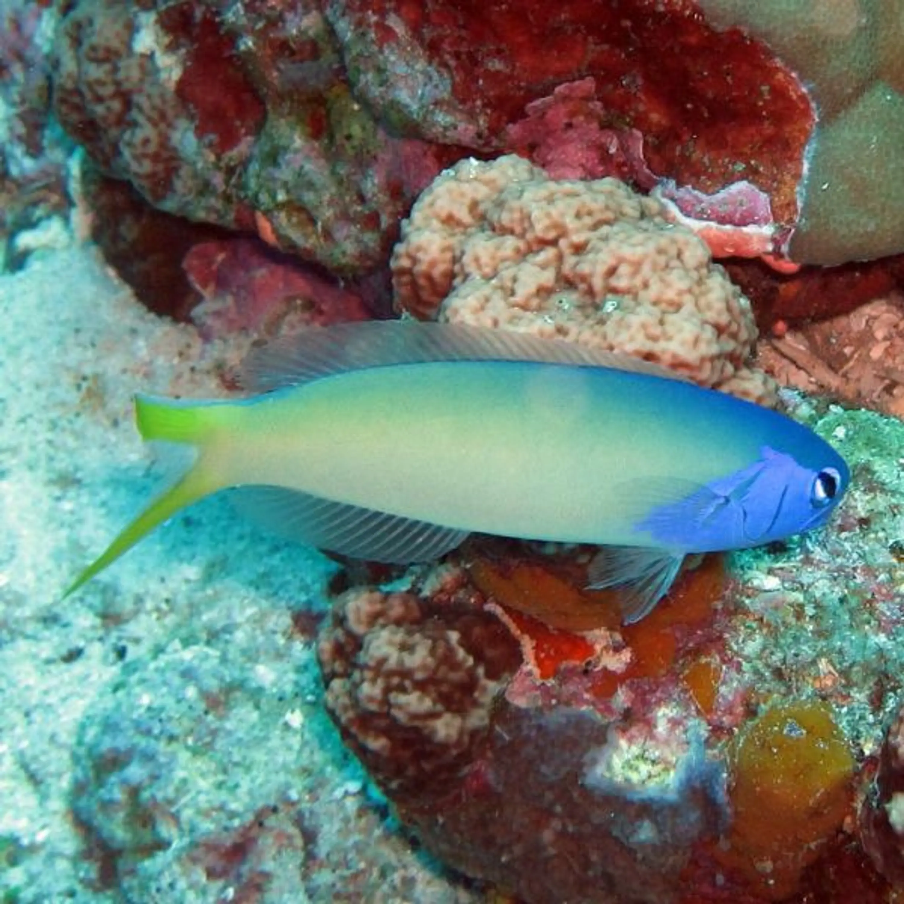 Hoplolatilus starcki