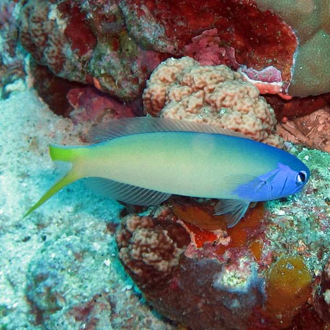 Hoplolatilus starcki