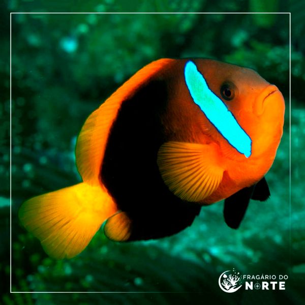Amphiprion melanopus