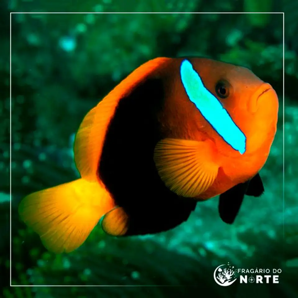 Amphiprion melanopus 1