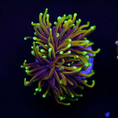 Euphyllia Dragon Soul Torch