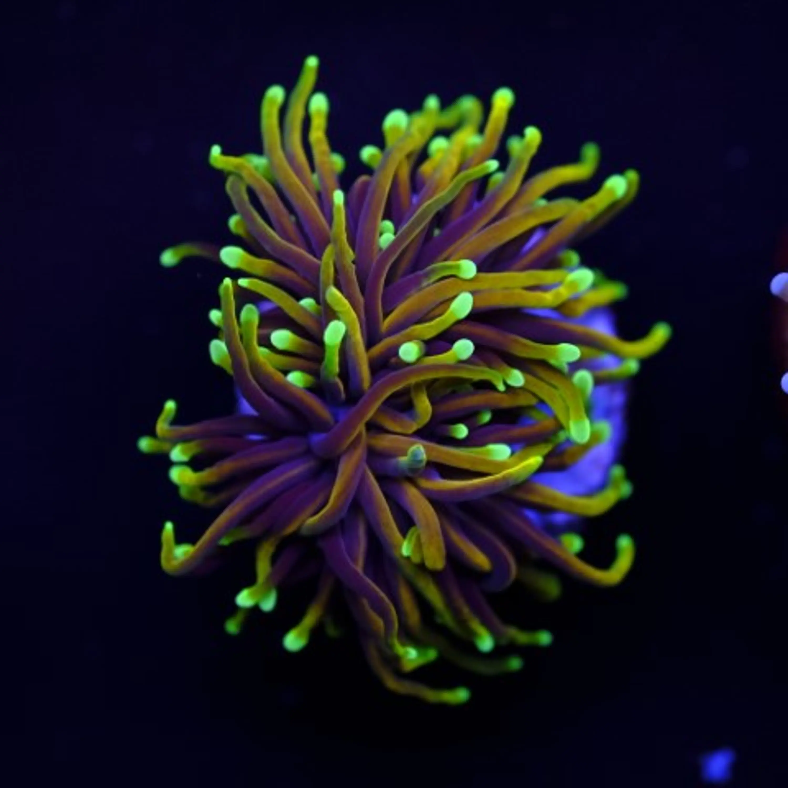 Euphyllia Dragon Soul Torch